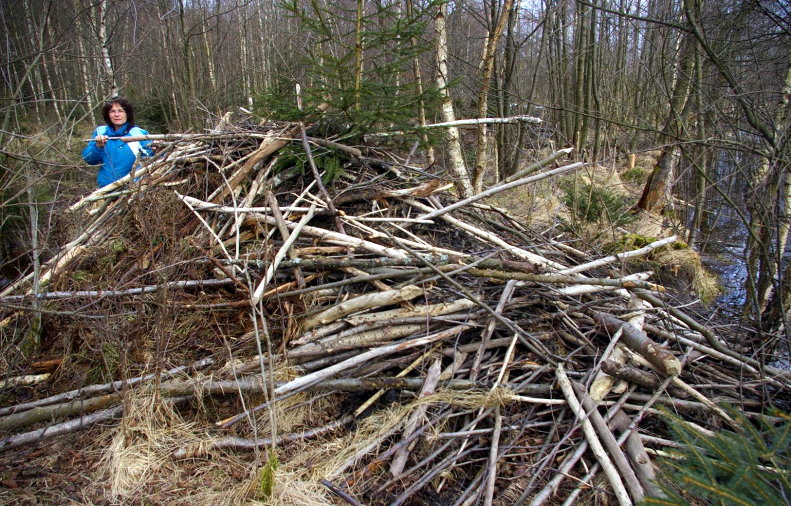 BN-Wunsiedel: Biberprojekt 2015 - Biberburg