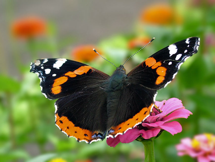 Admiral - Fleckenfalter - Edelfalter - Tagfalter