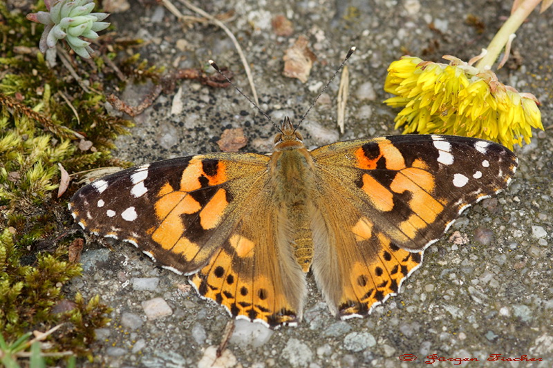 Distelfalter - Edelfalter - Tagfalter