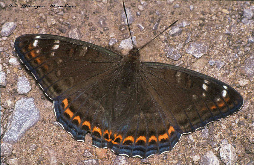 Großer Eisvogel - Edelfalter - Tagfalter