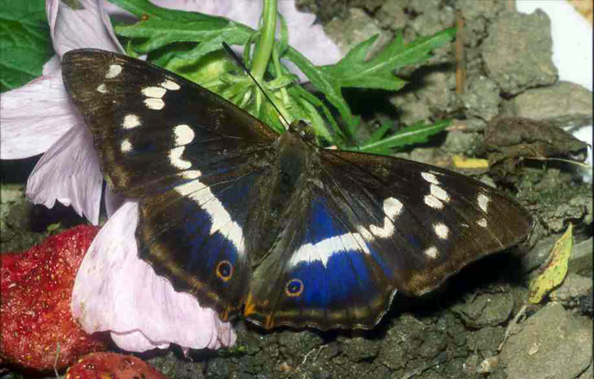 Großer Schillerfalter - Edelfalter - Tagfalter