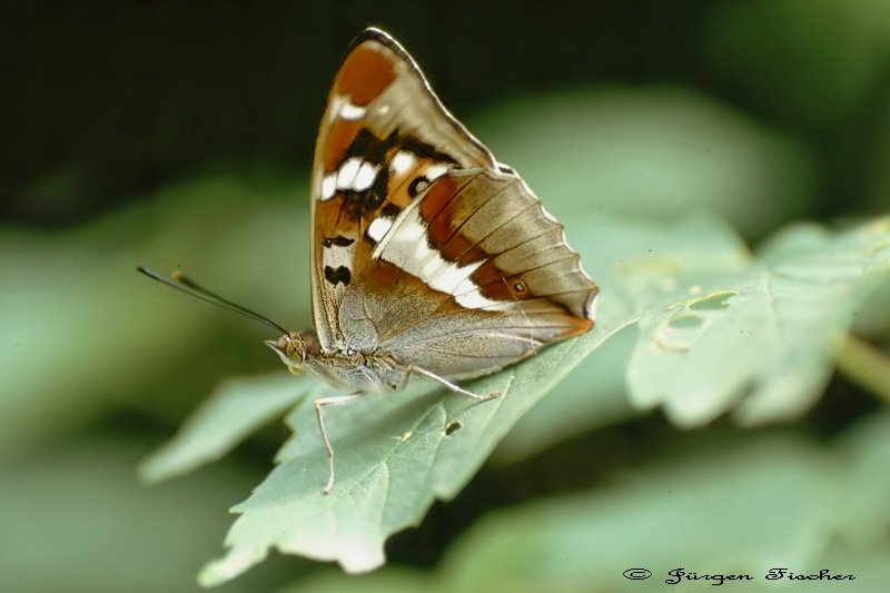 Großer Schillerfalter - Edelfalter - Tagfalter