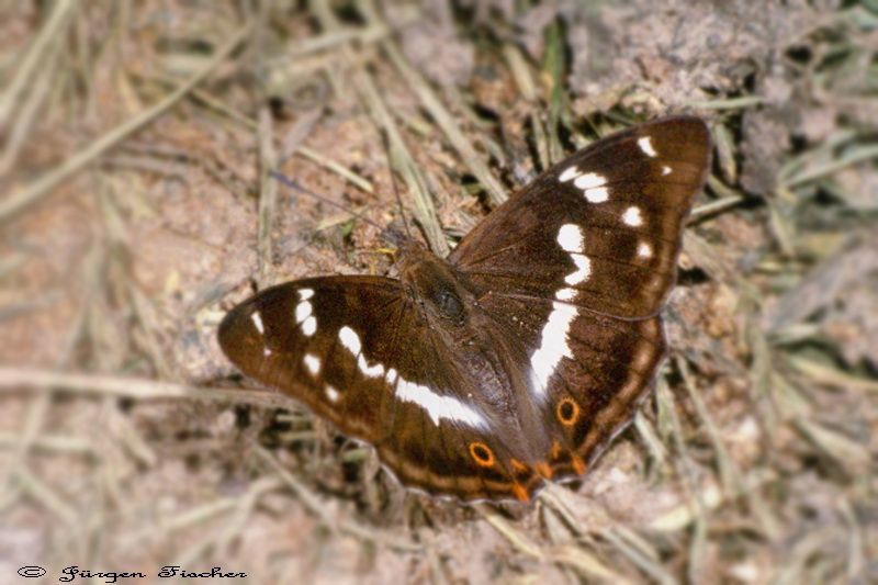 Großer Schillerfalter - Edelfalter - Tagfalter