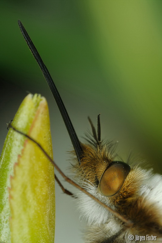 Großer Wollschweber - Fliegen, Hummelschweber