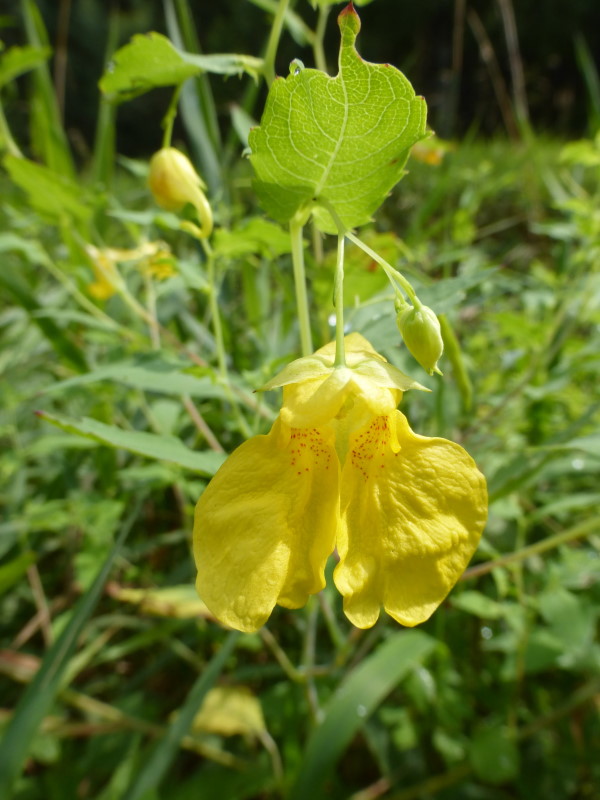 Großes-Echtes Springkraut - Balsaminengewächse - Fichtelgebirge