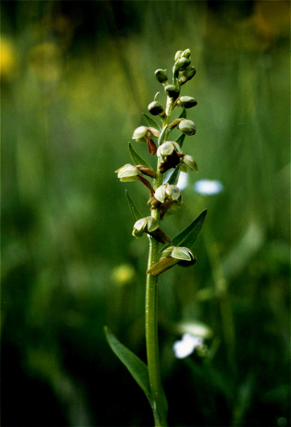 Grüne Hohlzunge - Orchideen - Fichtelgebirge