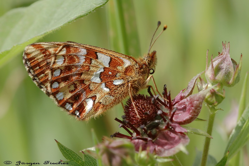 Hochmoor Perlmuttfalter - Edelfalter - Tagfalter