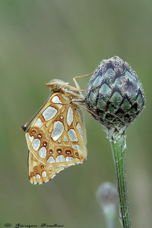 Kleiner Perlmuttfalter - Edelfalter - Tagfalter