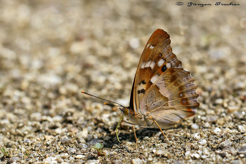 Kleiner Schillerfalter - Edelfalter - Tagfalter