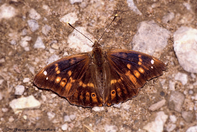 Kleiner Schillerfalter - Edelfalter - Tagfalter