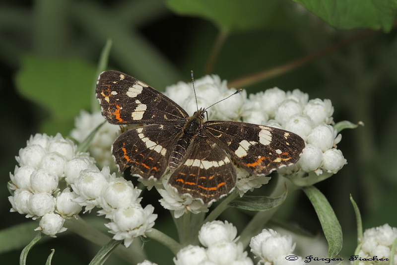 Landkärtchen - Fleckenfalter - Tagfalter