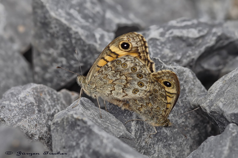 Mauerfuchs - Augenfalter - Edelfalter - Tagfalter