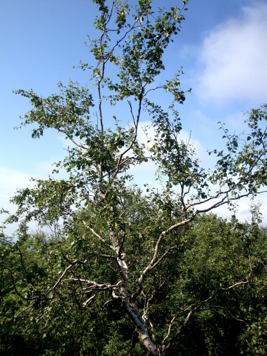 Moorbirke - Birkengewächse