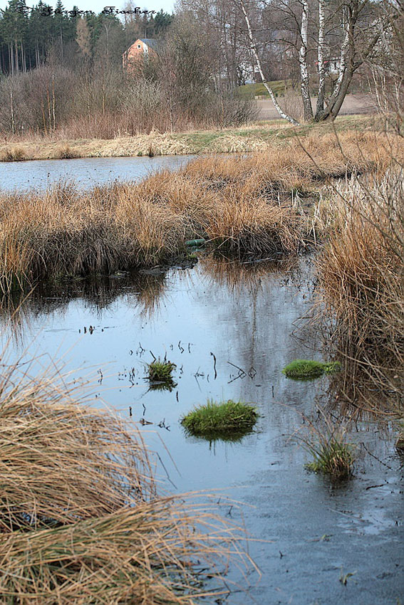 Moorfrosch - Fichtelgebirge