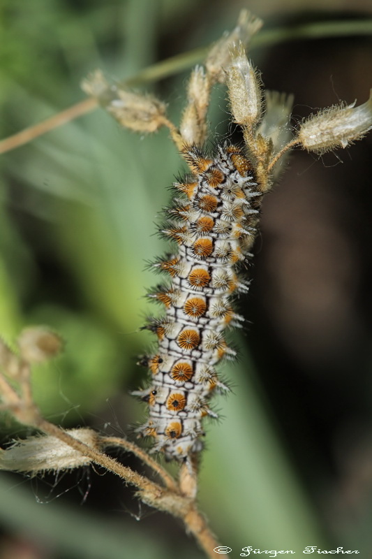 Roter Scheckenfalter - Edelfalter - Tagfalter