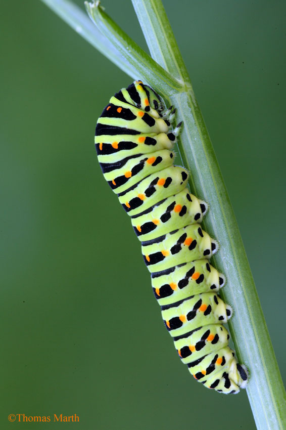 Schwalben Schwanz - Ritterfalter - Edelfalter - Tagfalter