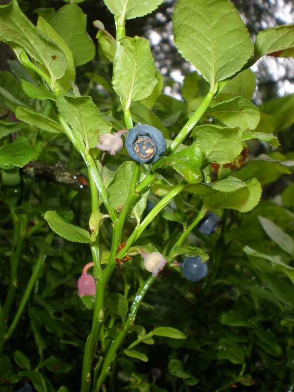 Heidelbeere/Schwarzbeere/Blaubeere - Zwergsträucher