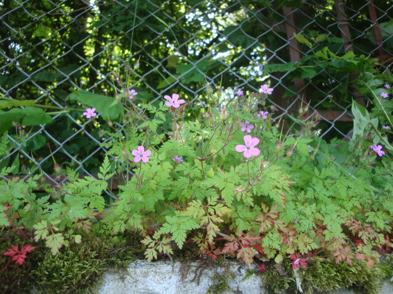 Storchschnabelgewächse im Fichtelgebirge