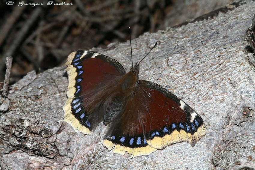 Trauermantel - Edelfalter - Tagfalter