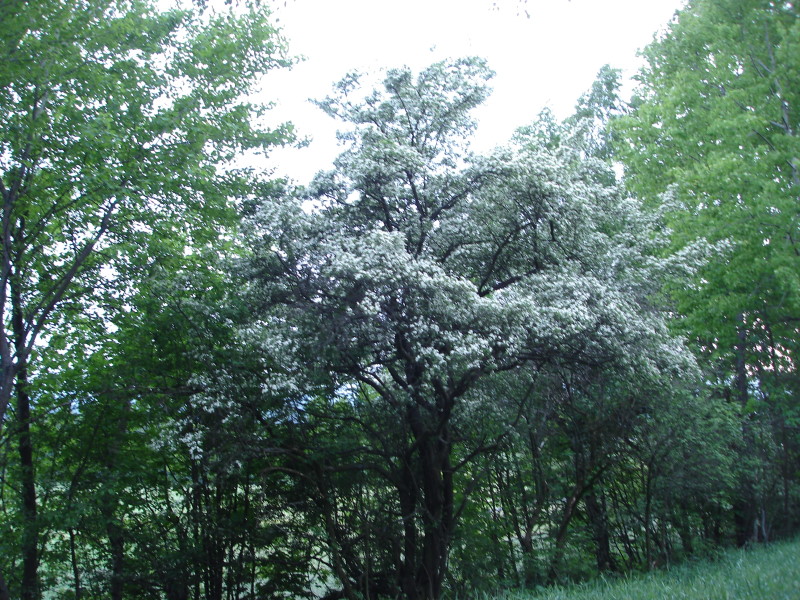 Weissdorn Wartberg BUND Naturschutz in Bayern e.V.