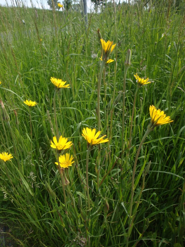 Wiesenbocksbart