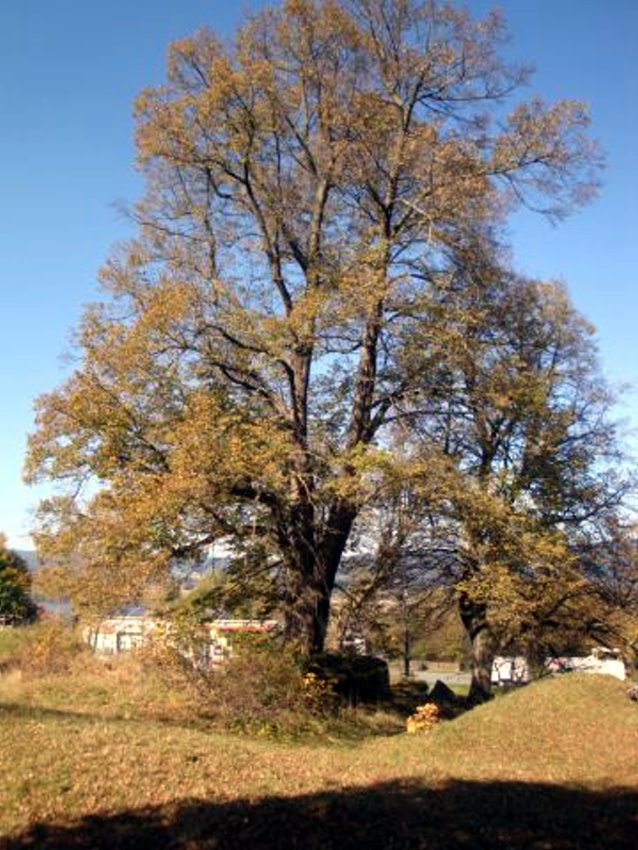 Bäume im Fichtelgebirge