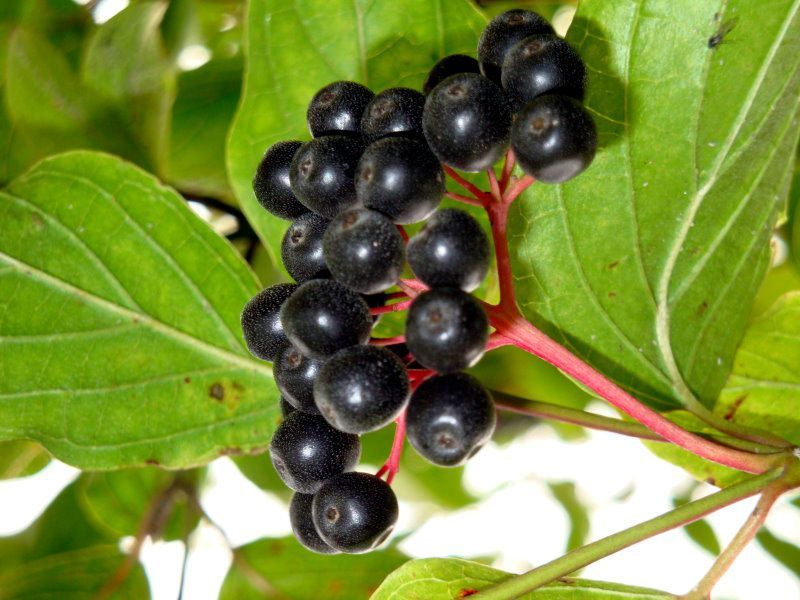 Sträucher im Fichtelgebirge