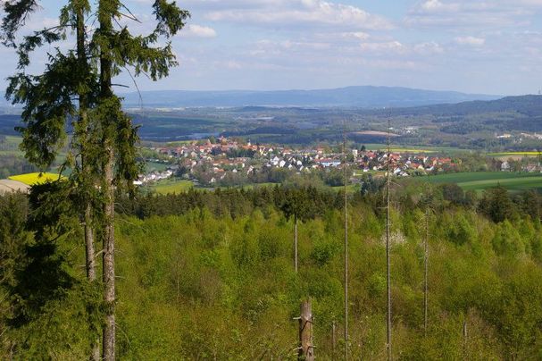 BN-Waldbegehung Steinberg