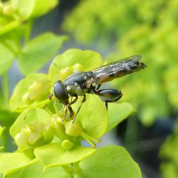 Gemeine Keulenschwebfliege Gemeine Keulenschwebfliege - Fliegen, Schwebfliegen