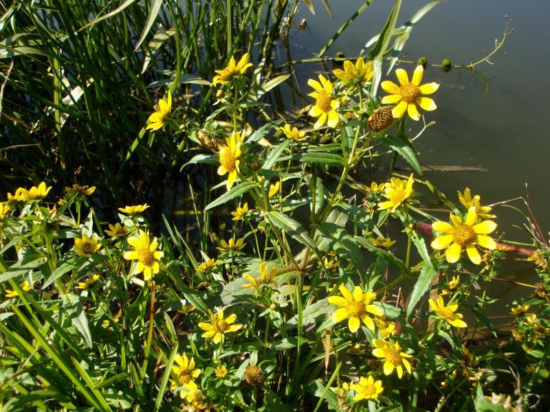 Nickender Zweizahn - Korbblütengewächse