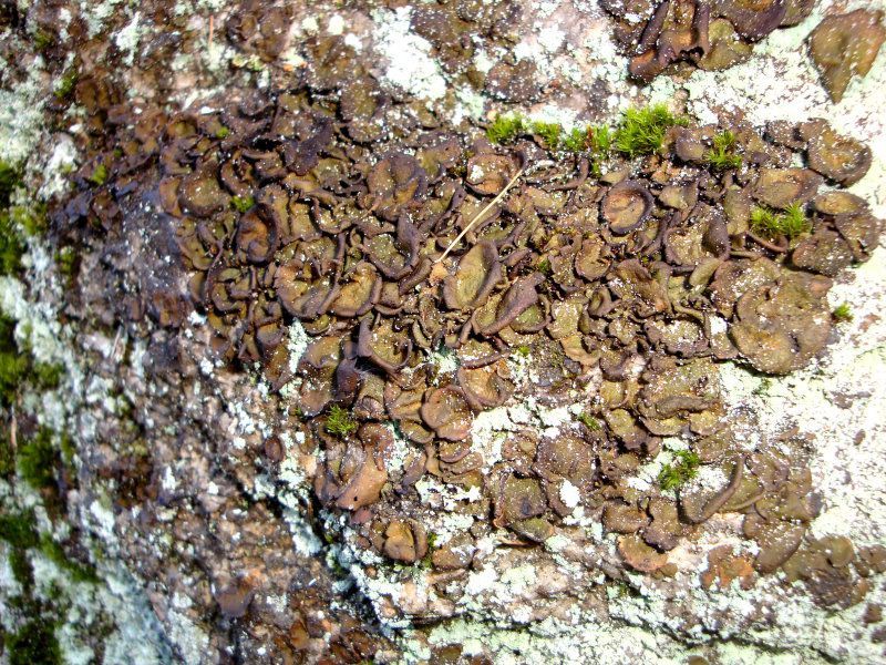 Vielblättrige Nabelflechte