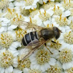 Mittlere Keilfleckschwebfliege Mittlere Keilfleckschwebfliege - Fliegen, Schwebfliegen