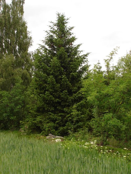 Gemeine Fichte BUND Naturschutz in Bayern e.V.