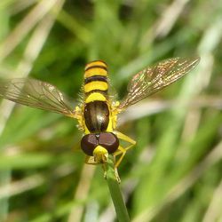 Stiftschwebfliege Stiftschwebfliege - Schwebfliegen