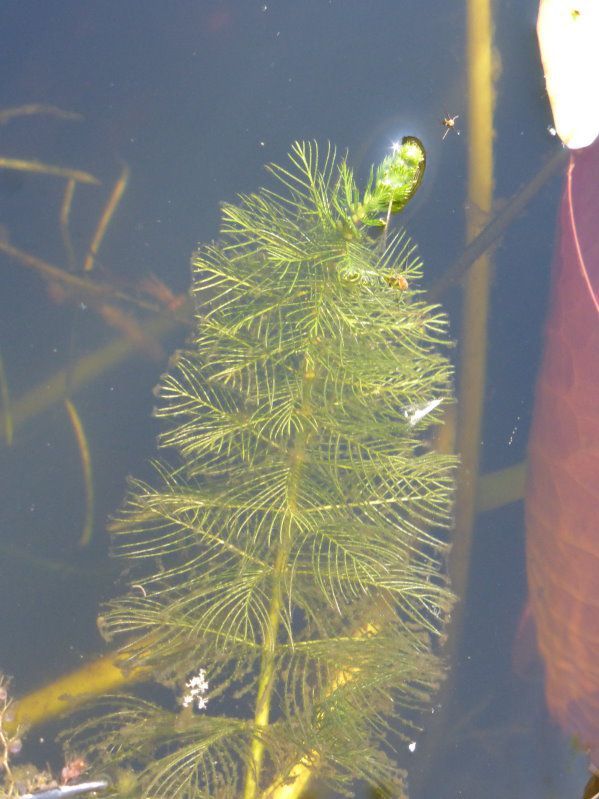 Quirliges Tausendblatt - Tausendblattgewächse
