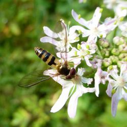 Frühlingsschwebfliegen Schwebfliegen im Fichtelgebirge