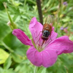 Gemeine Schnauzenschwebfliege Gemeine Schnauzenschwebfliege - Fliegen, Schwebfliegen