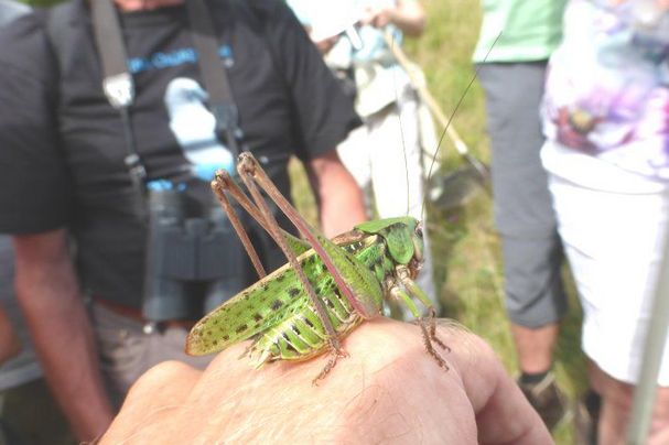 Insektenvielfalt und seltene Pflanzen an den Sonnenhängen in Sommerhau