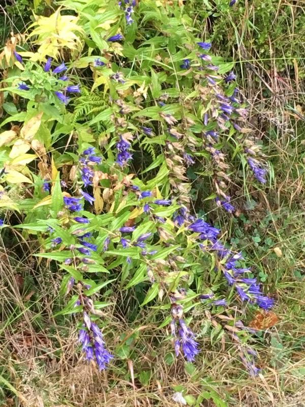 Schwalbenwurz-Enzian am Burgstein im Fichtelgebirge