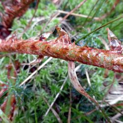 Breitblättriger Dornfarn Breitblättriger Dornfarn - Farngewaechse
