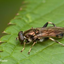 Gemeine Langbauchschwebfliege Gemeine Langbauchschwebfliege - Fliegen, Schwebfliegen