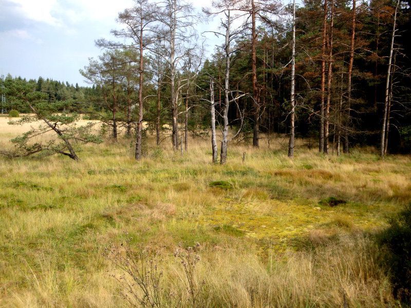 Moor mit Torfmoosen - Wunsiedler Weiher
