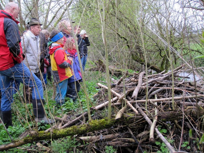 Biber in der Röslauaue Biber in der Röslauaue