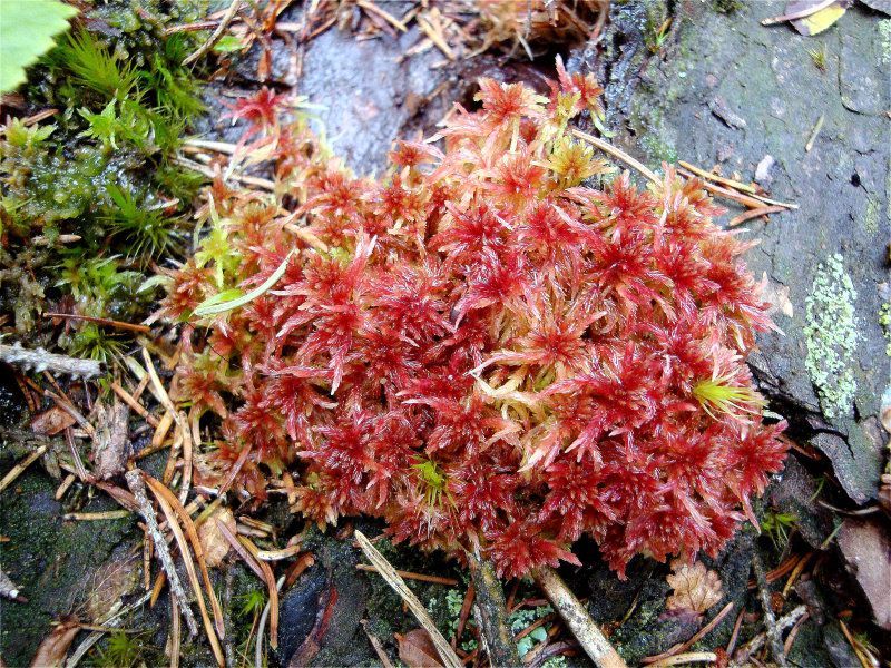 Derbes Torfmoos - Torfmoose