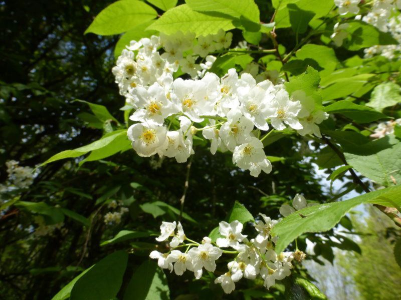 Traubenkirsche - Rosengewächse - Bäume