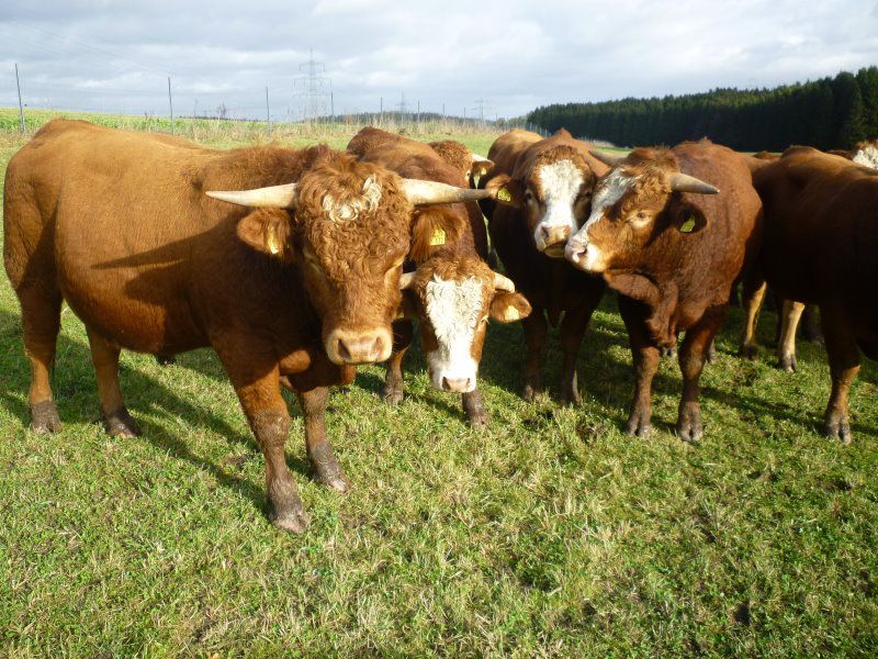 Freilandrinder auf eigener Weide