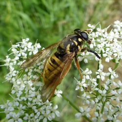 Wespen-Moderholzschwebfliege
