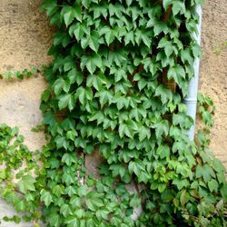 Dreispitzige Jungfernrebe (Weinrebengewächse) Dreispitzige Jungfernrebe (Weinrebengewächse)