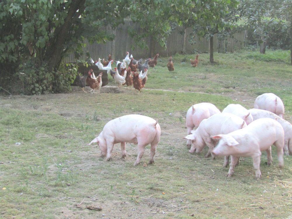 Hofladen Wolfrum Mussen, Leckeres aus artgerechter Tierhaltung