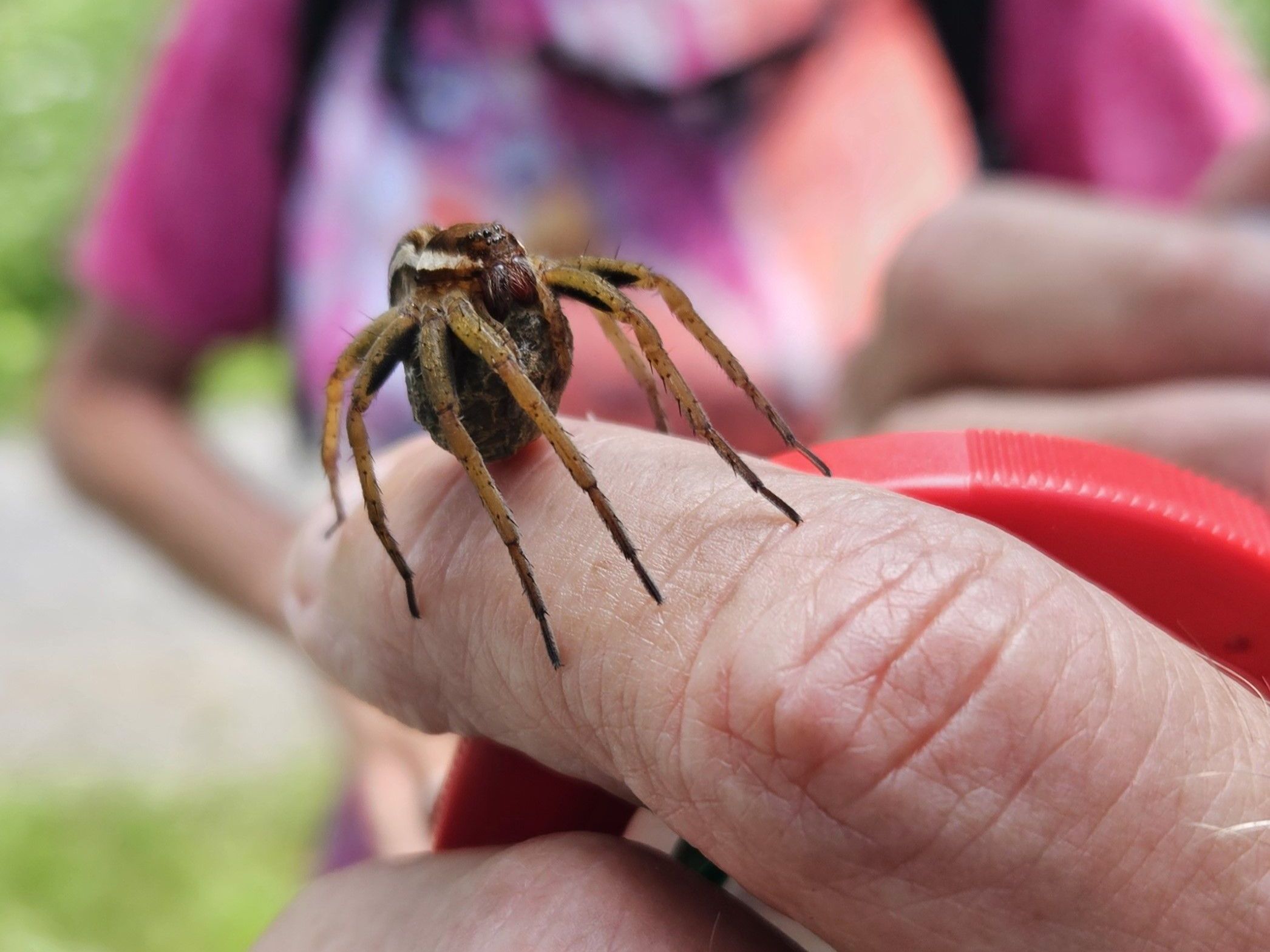 Die Gerandete Jagdspinne